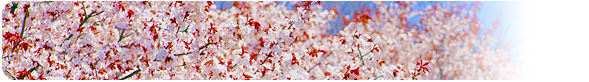 4月 ─ 山桜 兵庫県